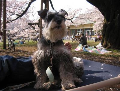 09 4 7 4s 小金井公園にお花見　2009