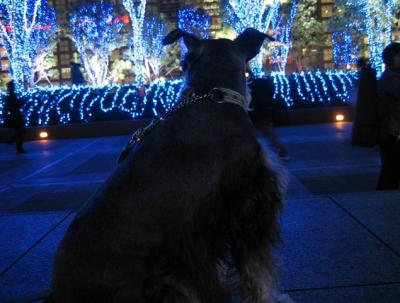 2008 12 16 3s 新宿の高島屋とサザンテラスのイルミネーション