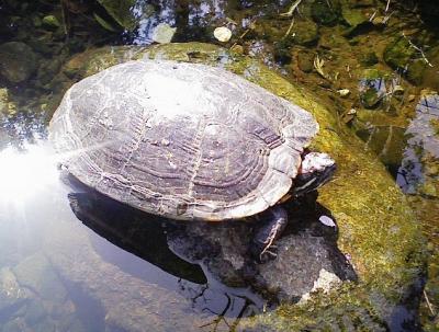 2008 4 11 1s 遊歩道の生き物