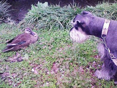 2008 4 11 4s 遊歩道の生き物