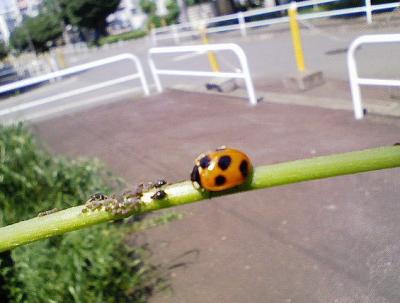 2008 5 6 2s ゴールデンウィークの最終日