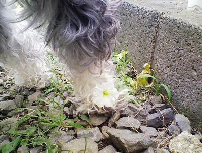 2008 7 1 1s 今日は休日で雨が降らなかったので