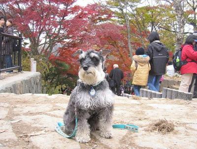 2009 11 24 7s 高尾山の紅葉。続き。