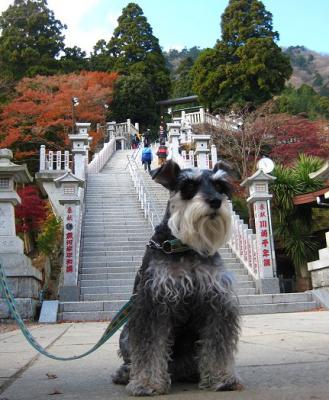 2010 12 1 8s 丹沢大山国定公園の大山に登った　１