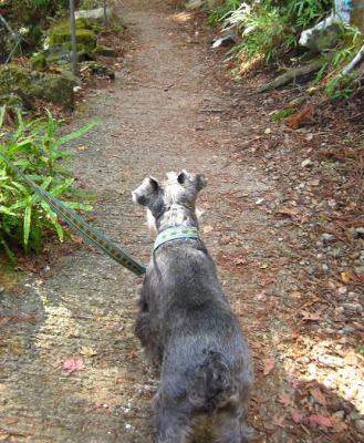 2010 12 2 2s 丹沢大山国定公園の大山に登った　２