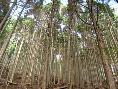 2010 12 2 4s 丹沢大山国定公園の大山に登った　２