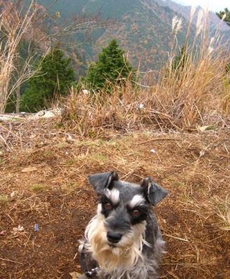 2010 12 3 2s 丹沢大山国定公園の大山に登った　３