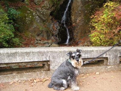 2010 12 3 4s 丹沢大山国定公園の大山に登った　３