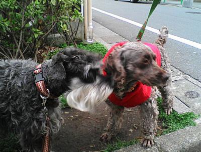 2010 3 24 3s 頭はモシャモシャ、体はスッキリのニュースタイル