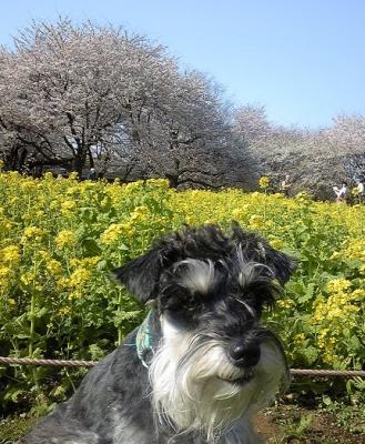 2010 4 6 2s お花見に昭和記念公園