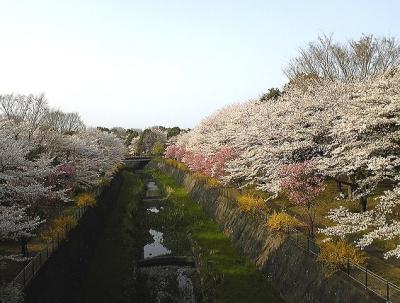 2010 4 6 3s お花見に昭和記念公園