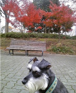 2011 12 6 1 246x300 東京モーターショーと木場公園