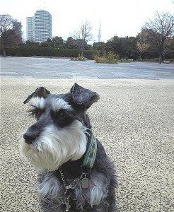 2011 12 6 2 246x300 東京モーターショーと木場公園