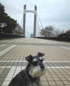 2011 12 6 3 246x300 東京モーターショーと木場公園