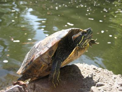 2011 4 12 4s 井の頭公園にお花見