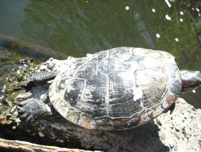 2011 4 12 5s 井の頭公園にお花見