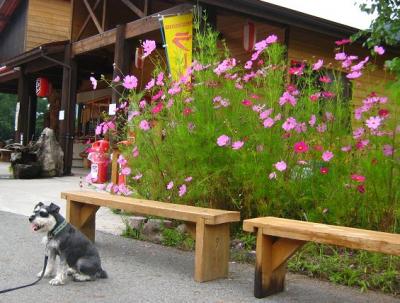 2011 8 23 1s 丸沼高原でキャンプ　さいご