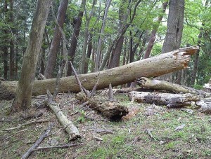 2012 6 7 11 300x227 誕生日に大山登山・後編