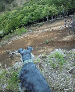 2012 6 7 5 246x300 誕生日に大山登山・後編