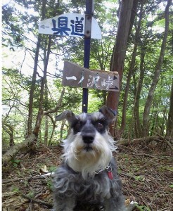 2012 6 7 7 246x300 誕生日に大山登山・後編