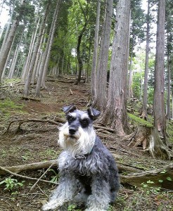 2012 6 7 9 246x300 誕生日に大山登山・後編