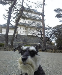 2013 1 22 5 246x300 小田原城を散策