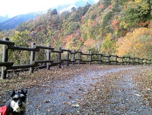 2013 11 12 3 300x227 奥多摩湖で紅葉ハイキング！！その１