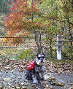 2013 11 12 4 246x300 奥多摩湖で紅葉ハイキング！！その１