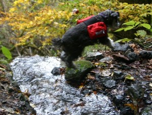 2013 11 12 9 300x227 奥多摩湖で紅葉ハイキング！！その１