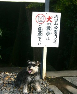 2013 11 28 5 246x300 成田山新勝寺に行って来た・・・