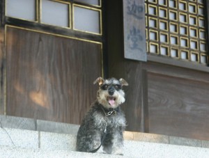 2013 11 28 8 300x227 成田山新勝寺に行って来た・・・