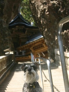 2014 5 28 2 225x300 榛名神社へ行ってきた。