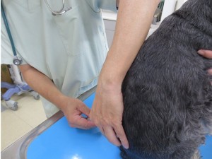 2014 7 8 4 300x225 狂犬病予防接種をやっとした！！！