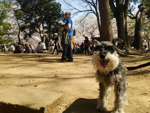 2015 3 31 1 500x375 上野公園とスカイツリー